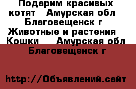 Подарим красивых котят - Амурская обл., Благовещенск г. Животные и растения » Кошки   . Амурская обл.,Благовещенск г.